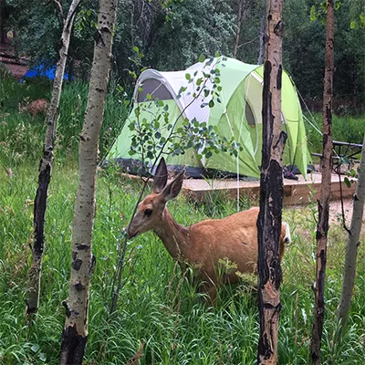 Deer and Tent